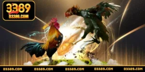 Top giống gà đá tốt nhất - Chọn lựa giống gà đỉnh cao