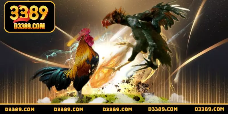 Top giống gà đá tốt nhất - Chọn lựa giống gà đỉnh cao